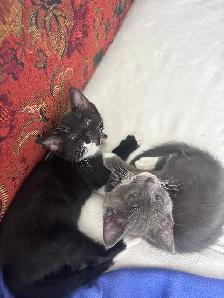 kittens! - Photo 4