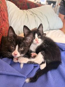 kittens! - Photo 5