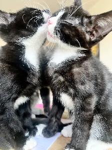 kittens! - Photo 6