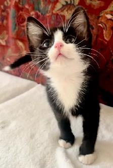 kittens! - Photo 7