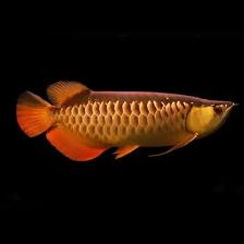 Golden Crossback Arowana