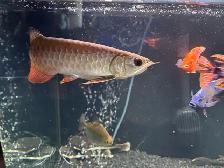 Golden Crossback Arowana - Photo 2