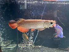 Golden Crossback Arowana - Photo 3