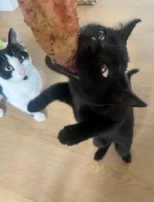 Female Kittens
