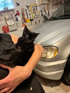 Female Kittens - Photo 2