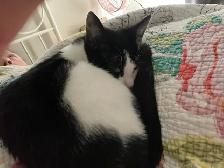 Female Kittens - Photo 3