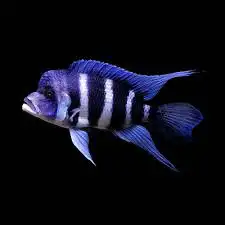 Frontosa Cichlids