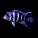 Frontosa Cichlids