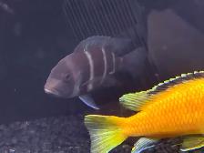Frontosa Cichlids - Photo 2