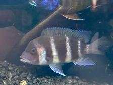 Frontosa Cichlids - Photo 3