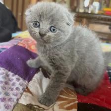 Purebred Scottish Fold and Straight Kittens