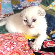 Purebred Scottish Fold and Straight Kittens - Photo 2