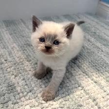 Purebred Scottish Fold and Straight Kittens - Photo 3