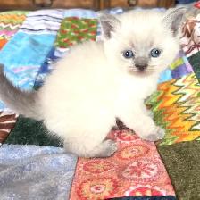 Purebred Scottish Fold and Straight Kittens - Photo 4