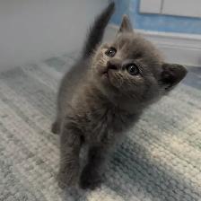 Purebred Scottish Fold and Straight Kittens - Photo 5