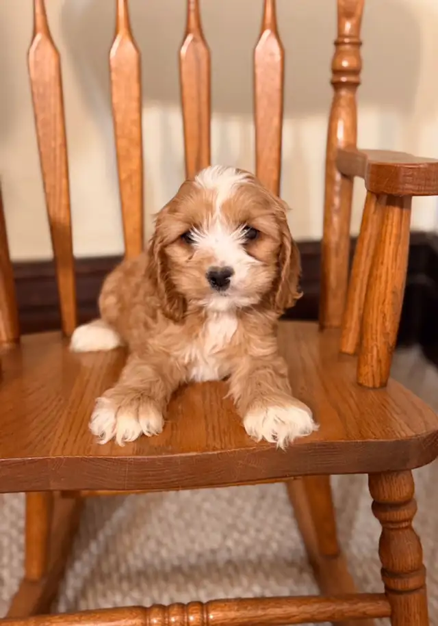 Cockapoo puppies