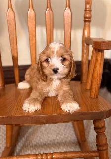 Cockapoo puppies