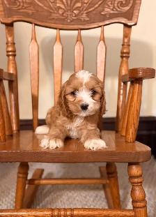 Cockapoo puppies - Photo 2