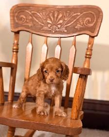 Cockapoo puppies - Photo 3