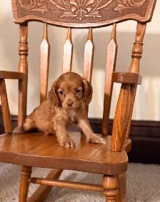 Cockapoo puppies - Photo 4