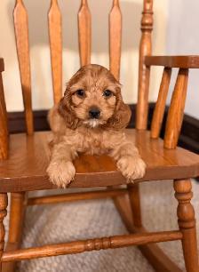 Cockapoo puppies - Photo 5