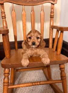 Cockapoo puppies - Photo 6