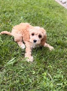 Cockapoo puppies - Photo 8