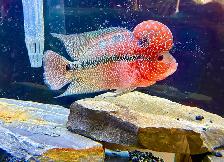 Dragon Flowerhorn - Photo 4
