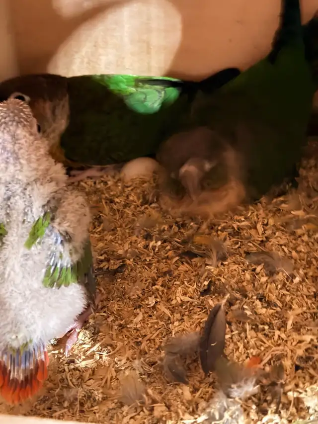breeding pair yellow side conures with baby and cage for sale