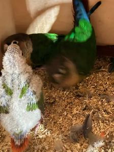 breeding pair yellow side conures with baby and cage for sale - Photo 4