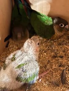breeding pair yellow side conures with baby and cage for sale - Photo 5