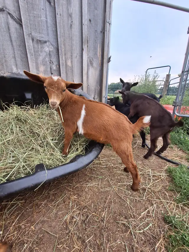 NIGERIAN DWARF PET WETHERS