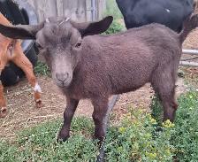 NIGERIAN DWARF PET WETHERS - Photo 2