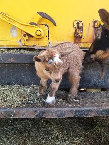 NIGERIAN DWARF PET WETHERS - Photo 3