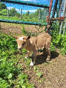 NIGERIAN DWARF PET WETHERS - Photo 4