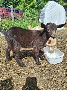 NIGERIAN DWARF PET WETHERS - Photo 5