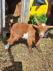 NIGERIAN DWARF PET WETHERS - Photo 6
