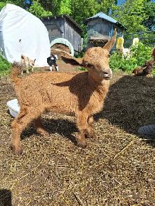 NIGERIAN DWARF PET WETHERS - Photo 7