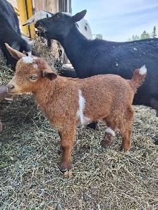 NIGERIAN DWARF PET WETHERS - Photo 8
