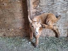 NIGERIAN DWARF PET WETHERS - Photo 9
