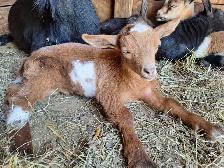 NIGERIAN DWARF PET WETHERS - Photo 10