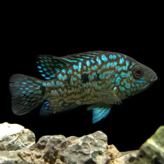 Green Texas Cichlid