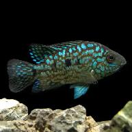 Green Texas Cichlid