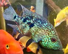 Green Texas Cichlid - Photo 2
