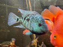 Green Texas Cichlid - Photo 3