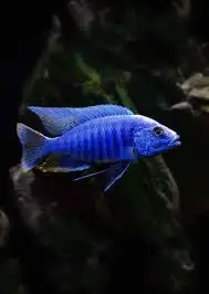 Electric Blue Hap