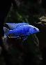 Electric Blue Hap