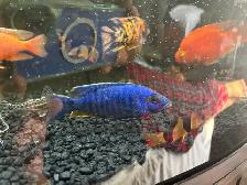 Electric Blue Hap - Photo 2