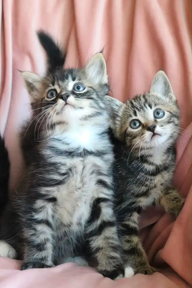 Cute Female Kitten