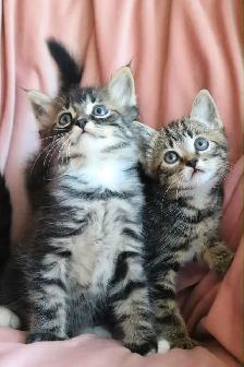 Cute Female Kitten